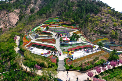 免費游花海！第三屆青島花卉博覽會今日在生態園盛大啟動